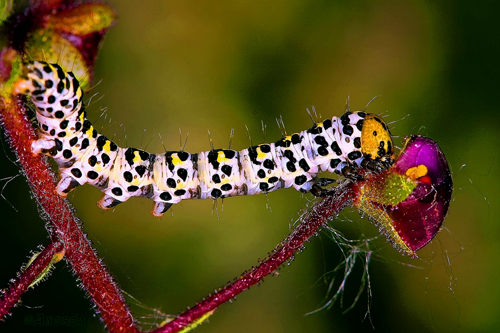Stretch Therapy. Good For Caterpillars, too!